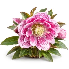 ciemiernik-double-ellen-pink-white-edge-bialo-rozowy-1-szt-wieloletni-sadz