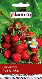 poziomka-bezrozlogowa-rujana-02g-plantico-wieloletnia-smaczna-plenna