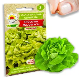 salata-maslowa-wczesna-krolowa-majowych-nasiona-2g-na-wczesne-zbiory