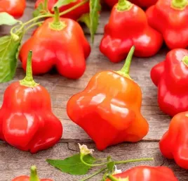 papryka-chili-chinska-okrasny-zvonek-0-15g-ostra-odmiana-jagodowa-pozna