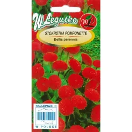stokrotka-pospolita-pompnette-czerwona-01g-idealna-na-trawnik-wieloletnia