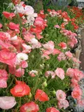 mak-polny-shirley-mix-kolorow-odmian-nasionka-1g-toraf-cykl-rozwojowy-rosliny-jednoroczna