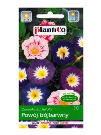 powoj-trojbarwny-2g-efektowne-lejkowate-kwiaty-na-rabaty-balkon-taras