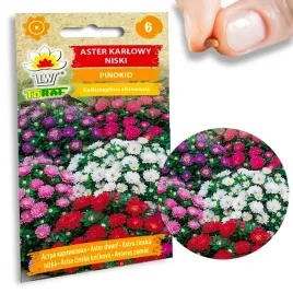 aster-karlowy-pinokio-kompaktowy-int-kwitnie-05g-mix-kolorow