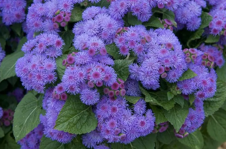 zeniszek-meksykanski-niebieski-nazwa-lacinska-ageratum-houstanianum