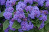 zeniszek-meksykanski-niebieski-nazwa-lacinska-ageratum-houstanianum