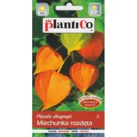 miechunka-rozdeta-peruwianska-wisnia-piekne-pnacze-pamaranczowe-kwiaty