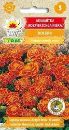 aksamitka-rozpierzchla-bolero-niska-nasiona-miodowo-pomaranczowa-1g