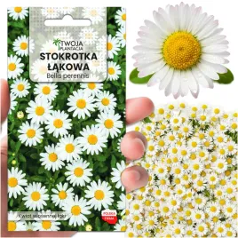 stokrotka-lakowa-biala-bellis-perennis-trawnikowa-nasiona-2g-premium