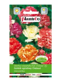 gozdzik-ogrodowy-chabaud-05-g-szabotowy-pachnacy-postrzepine-platy