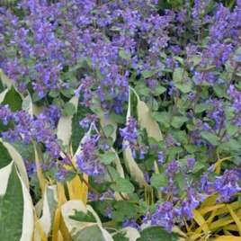 kocimietka-odstrasza-komary-sadzonka-kwiatow-ziol-miododajna