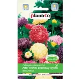 aster-chinski-peoniowy-mieszanka