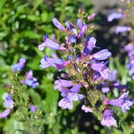 penstemon-sadzonka-catherine-de-la-mare-urocza-bylina-o-niebiskich-kwiatach