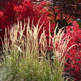 trzcinnik-ostrokwiatowy-karl-foerster-bylina-roku-2001
