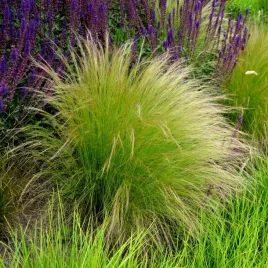 ostnica-cieniutka-pony-tails-trawa-ozdobna-stipa-delikatna-i-zwiewna