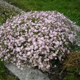 gipsowka-rozeslana-knuddel-rozowa-066-l