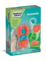 naukowa-zabawa-clementoni-anatomia-zestaw-edukacyjny