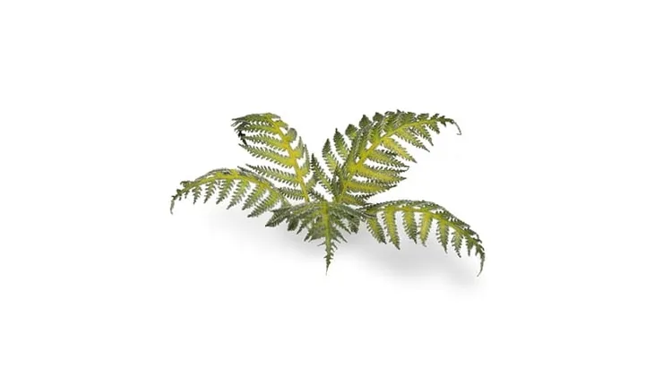 gamers-grass-laser-plants-bracken-paproc-wiek-14-lat
