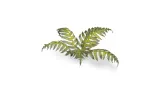 gamers-grass-laser-plants-bracken-paproc-wiek-14-lat