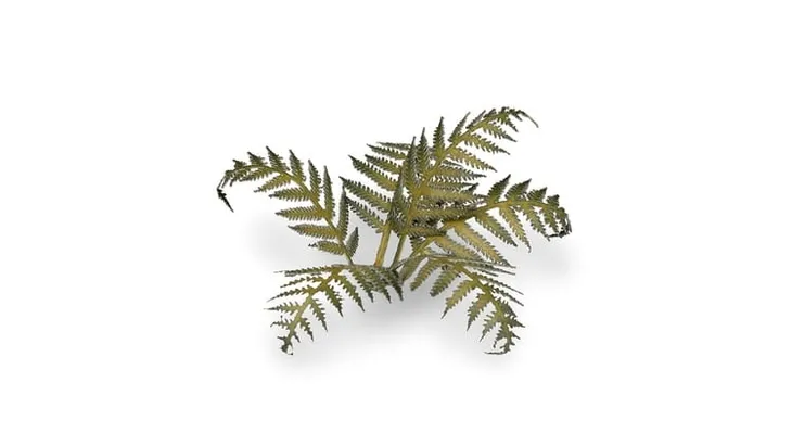 gamers-grass-laser-plants-bracken-paproc-typ-srednio-twarda