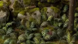 gamers-grass-laser-plants-bracken-paproc-stan-nowy-stan-opakowania-oryginalne