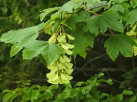 klon-jawor-80-120cm-acer-pseudoplatanus-sadzonki