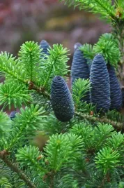 jodla-koreanska-sadzonki-abies-koreana-3-lata-gk-10-20cm