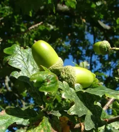dab-szypulkowy-sadzonki-50-80cm-quercus-robur