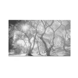 szklana-deska-do-krojenia-homeprint-czarno-bialy-gaj-oliwny-60x52-cm
