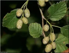 olcha-czarna-alnus-glutinosa-15-30cm