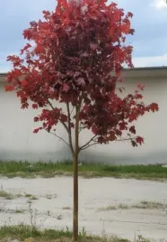 klon-zwyczajny-royal-red-c6-szczepienie-na-podkladce