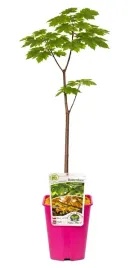 klon-jawor-rotterdam-c6-szczepienie-na-podkladce