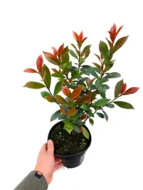 glogownik-red-robin-30-60cm-goly-korzen-piekne-sadzonki-super-zywoplot