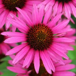 jezowka-purpurowa-fatal-attraction-sadzonki-echinacea-wysokie-kwiaty