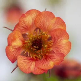 kuklik-nonna-sadzonki-urocza-wiosenna-bylina-rozowo-pomaranczowa