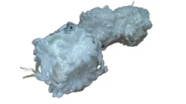 bombka-w-kloszu-3szt-biala-brokat-or-wad7572