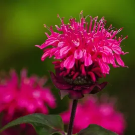 pysznoglowka-ogrodowa-bergamotka-pardon-my-rose-sadzonki-monarda-miniaturka
