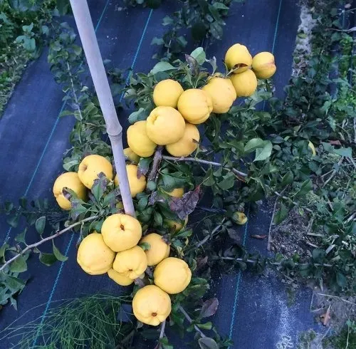 lemoniada-z-pigwowca-z-herbata-330ml
