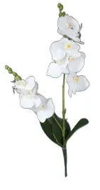 storczyk-2-galazki-bialy-or-src-18091