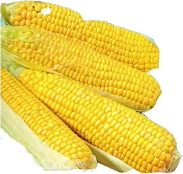 toraf-nasiona-kukurydza-cukrowa-golden-bantam-20g-slodka-240