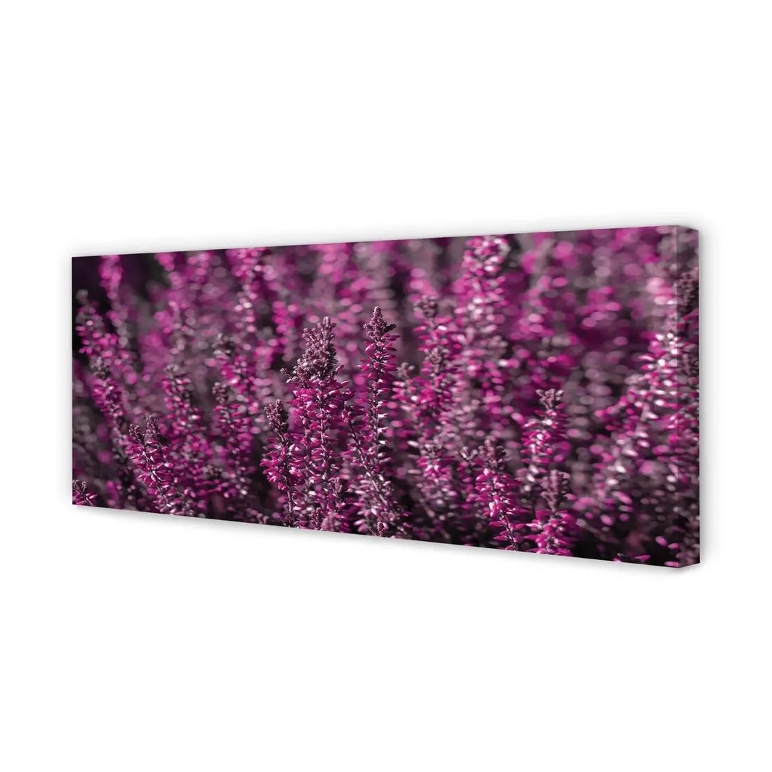 wydruk-na-plotnie-canvas-pole-wrzosy-125x50-cm