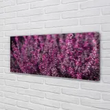wydruk-na-plotnie-canvas-pole-wrzosy-125x50-cm-stan-nowy