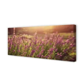 wydruk-na-plotnie-canvas-wrzosy-pole-125x50-cm