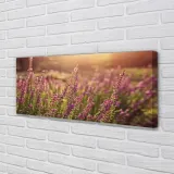 wydruk-na-plotnie-canvas-wrzosy-pole-125x50-cm-stan-nowy