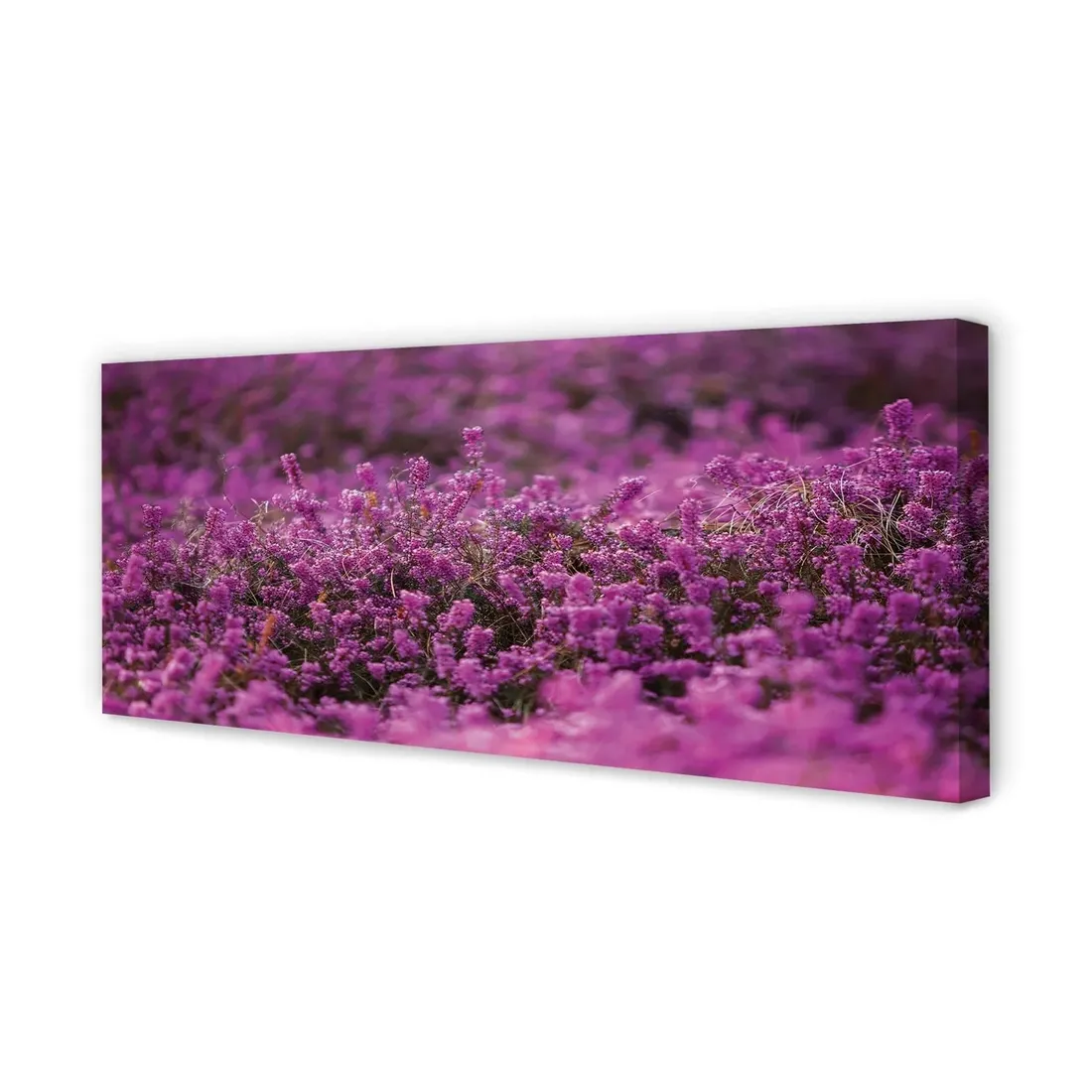 wydruk-na-plotnie-canvas-pole-wrzosy-125x50-cm