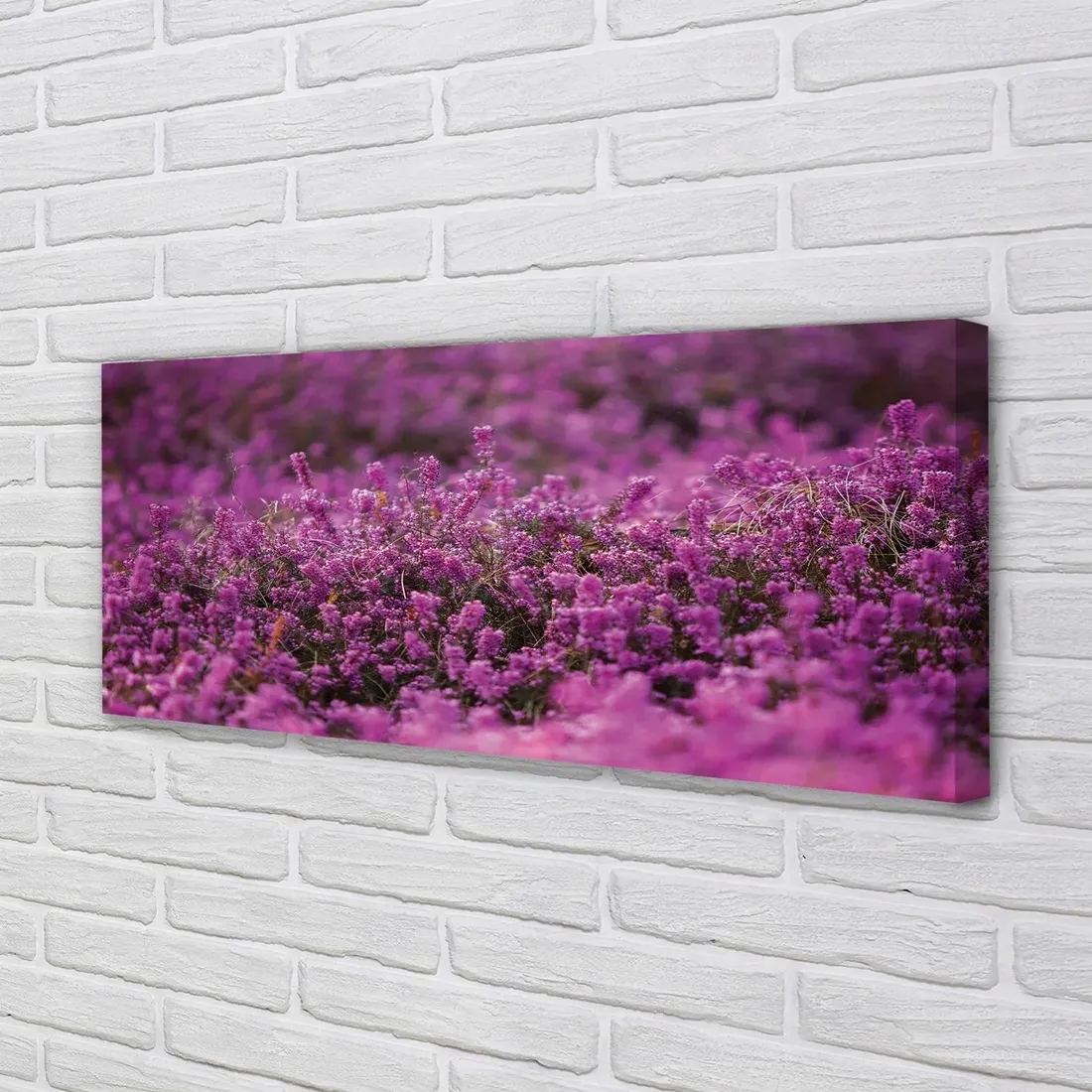 wydruk-na-plotnie-canvas-pole-wrzosy-125x50-cm-stan-nowy