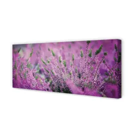 wydruk-na-plotnie-canvas-pole-wrzosy-125x50-cm