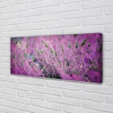 wydruk-na-plotnie-canvas-pole-wrzosy-125x50-cm-stan-nowy
