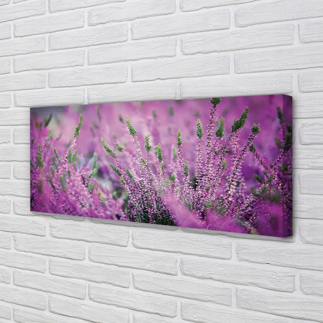 wydruk-na-plotnie-canvas-pole-wrzosy-125x50-cm-stan-nowy
