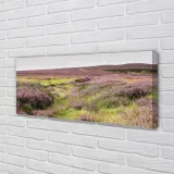 wydruk-na-plotnie-canvas-pole-wrzosy-125x50-cm-stan-nowy